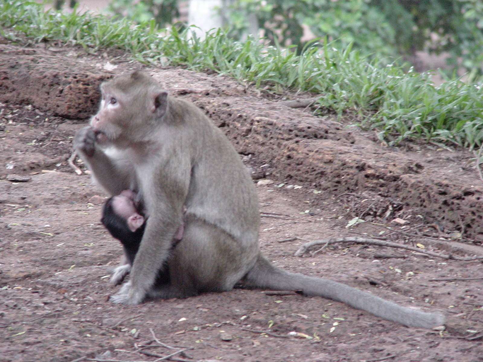 Cambodia 026