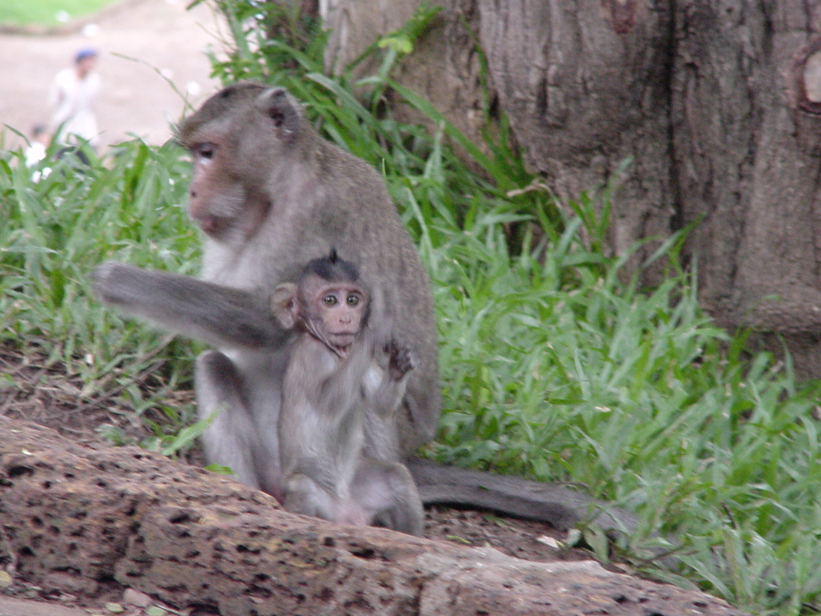 Cambodia 027