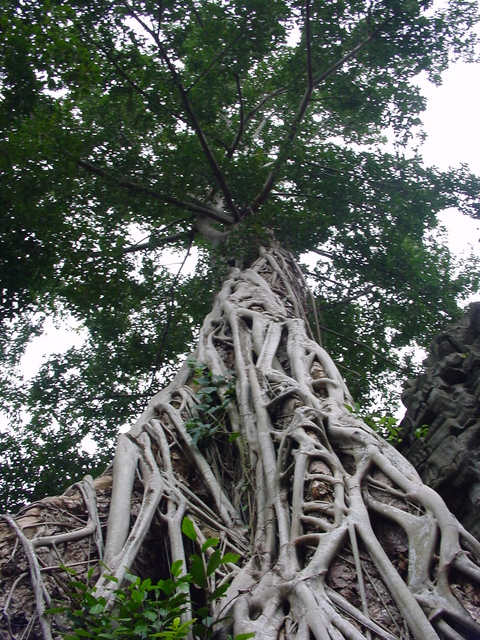 Cambodia 076