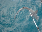 BVI-095