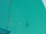 BVI-258