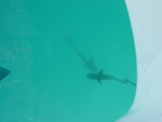 BVI-259