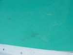 BVI-260