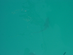 BVI-262