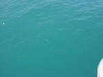 BVI-269