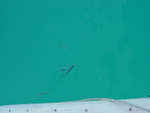 BVI-271