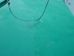 BVI-274