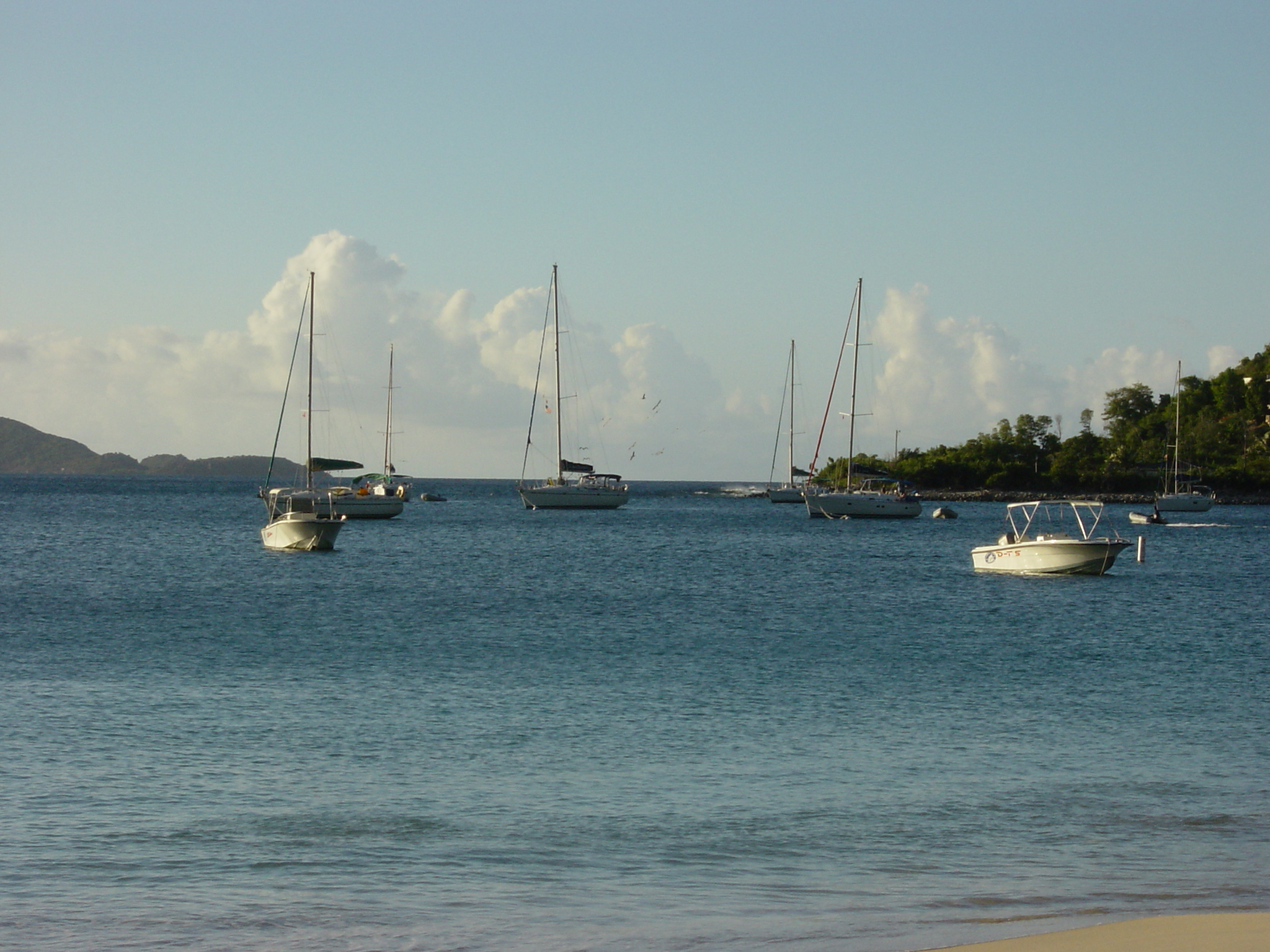 BVI-316
